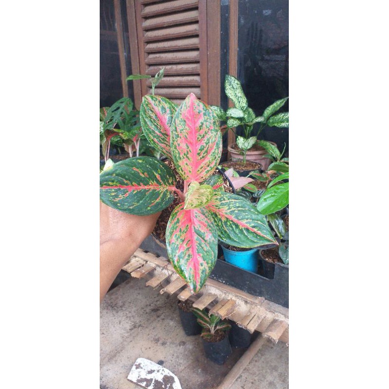 Aglonema treasur of siam dewasa