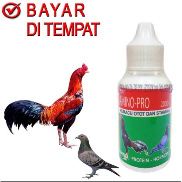 78 Gambar Bebek Ayam Burung Dara Gratis Terbaik