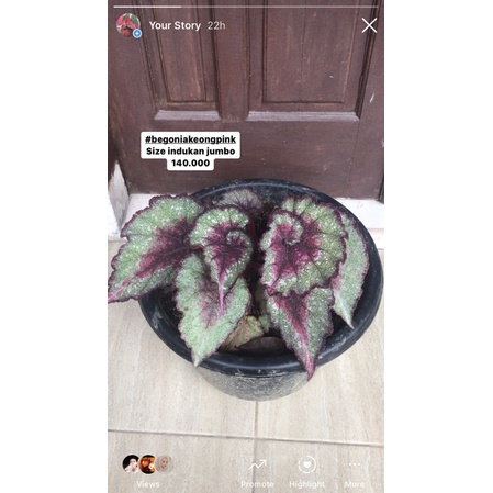 begonia keong pink/orderan kak nita