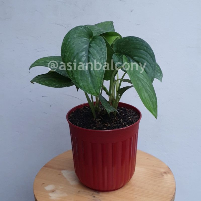 Scindapsus | Tanaman hias aroid di pot