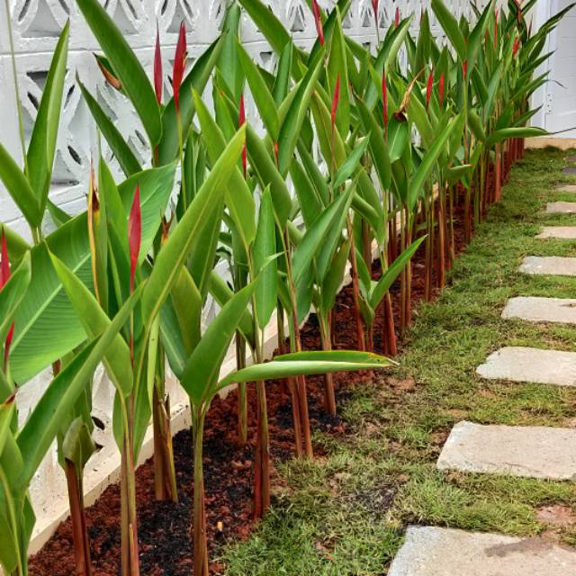 Jual Tanaman hias helicornia, Tanaman pembatas, Tanaman pagar pembatas