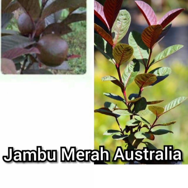 bibit jambu biji ungu berkualitas