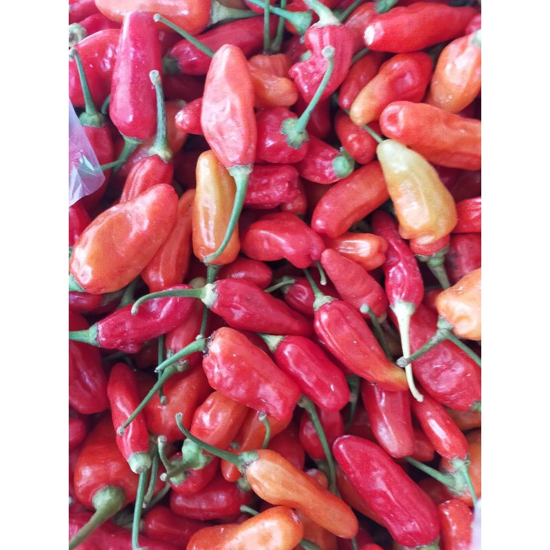 

Cabe Merah