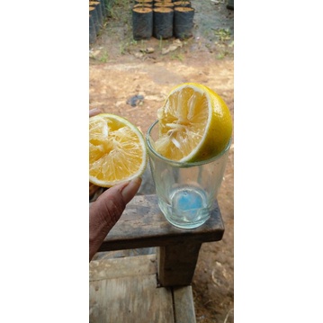 bibit jeruk lemon california