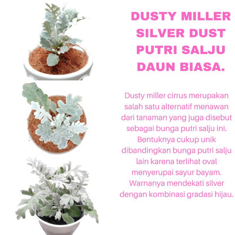 PROMO TANAMAN HIAS BUNGA DUSTY MILLER SILVER DUST PUTRI SALJU DAUN BIASA KUALITAS SUPER | COD