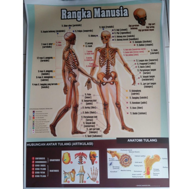 CARTA RANGKA MANUSIA / POSTER RANGKA MANUSIA /GAMBAR RANGKA MANUSIA / Peraga Pendidikan