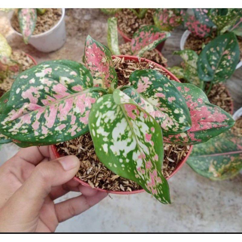 Promo -aglonema tri colour anakan