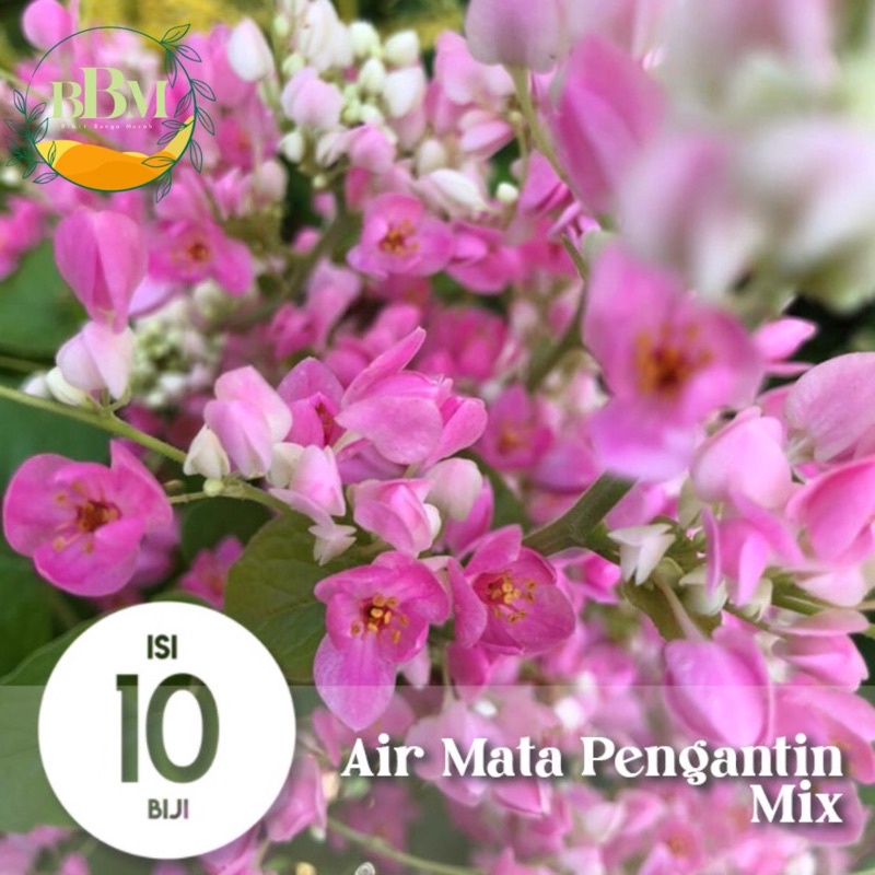 Benih Biji Bunga Air Mata Pengantin (AMP)  Mix Putih Pink