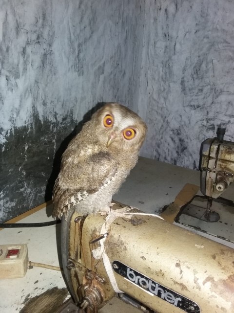 Kemeja Batik Kerja Size M-6xl Ld Warna Hitam Putih Casual Formal Kondangan Bswart Hrb026 Kenango