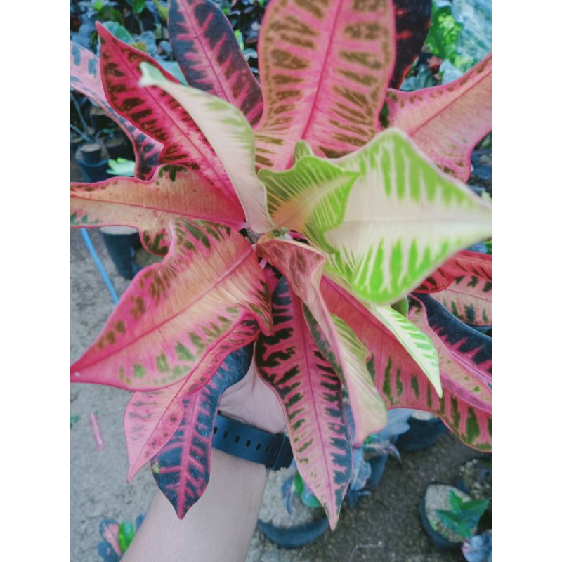 Tanaman Hias Puring Pink Meredian