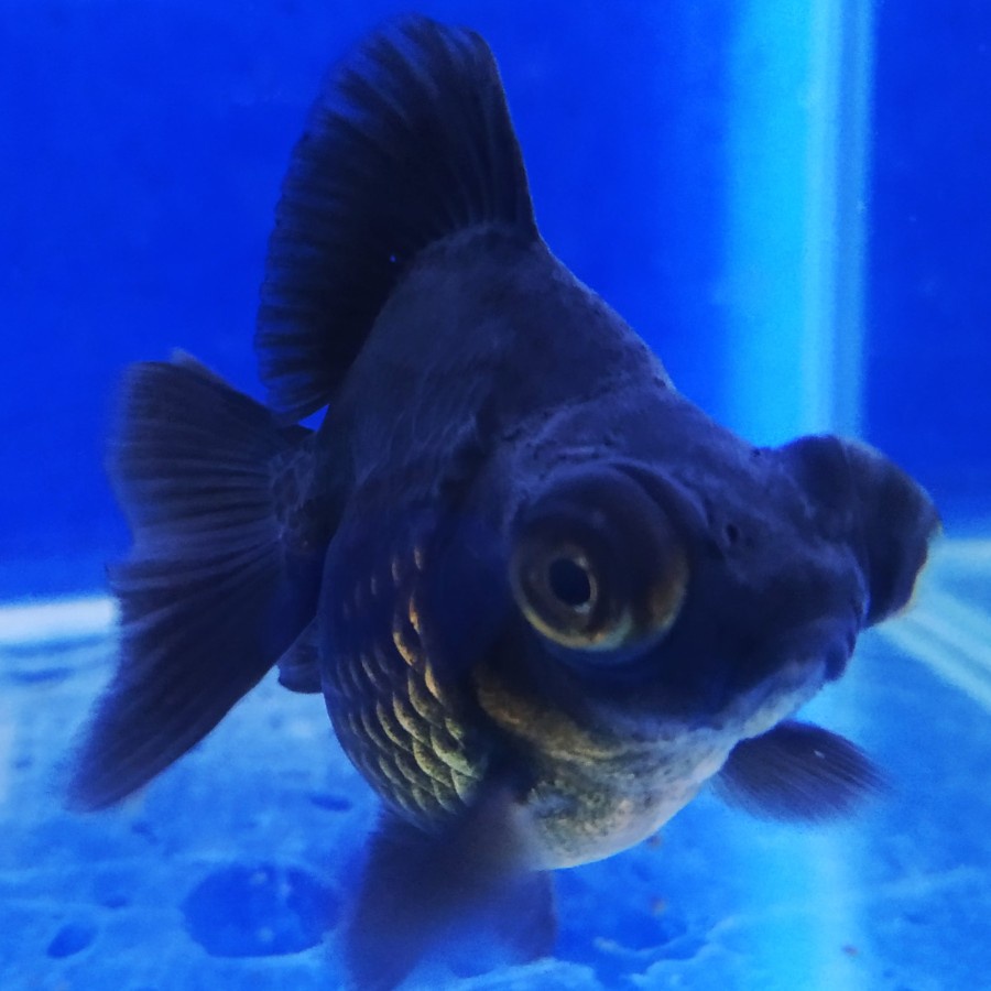 Ikan Mas Koki Ikan Hias Black Demekin CHERIBON ID