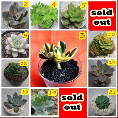 SUKULEN Kaktus Tanaman Hias Bunga Shopee Indonesia SUKULEN Kaktus Tanaman Hias Bunga Shopee Indonesia