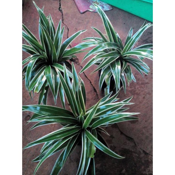 Tanaman Bunga Bulu Ayam Bunga Spider Plant Lily Paris Cantik Murah Sehat Terawat