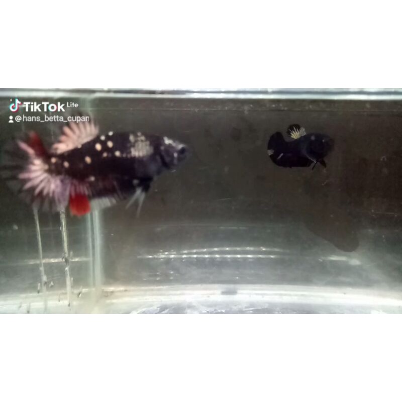 Ikan Cupang Avatar Cooper Gold Sepasang