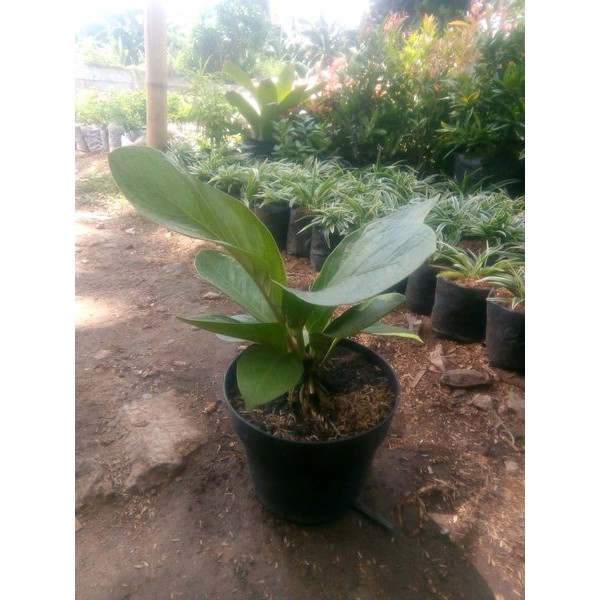 hot sale anturium jemani kol