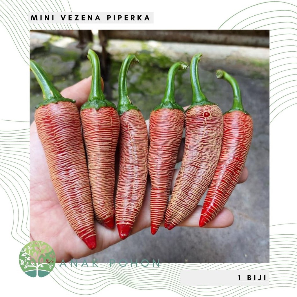 Benih Bibit Biji - Cabai Mini Vezena Piperka (Cabe Unik Asli Macedonia) Pepper Seeds