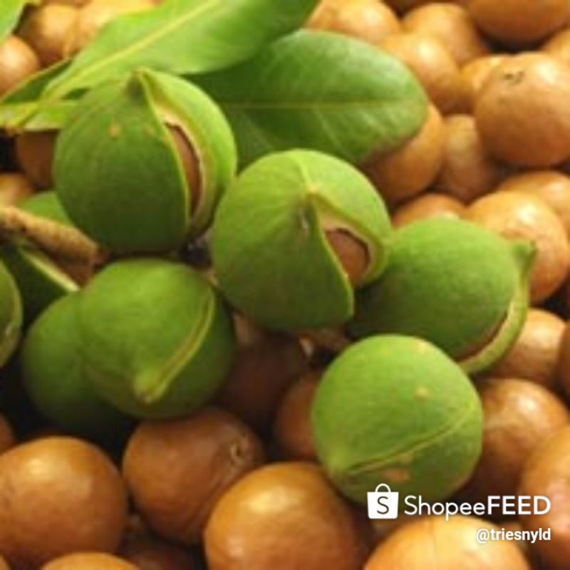

KACANG MAKADAMIA KULIT PER 500 GRAM