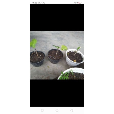 Anakan Colocasia mojito