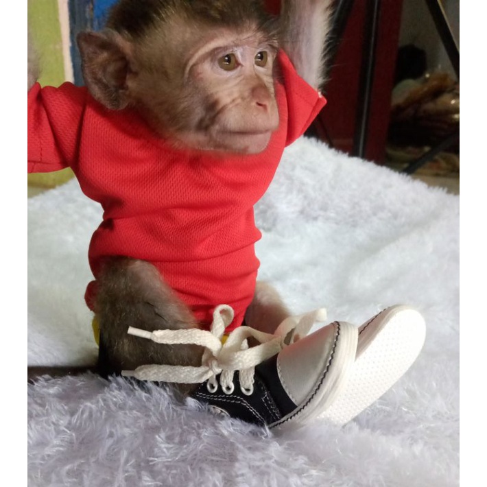 Sepatu Hewan Monpai