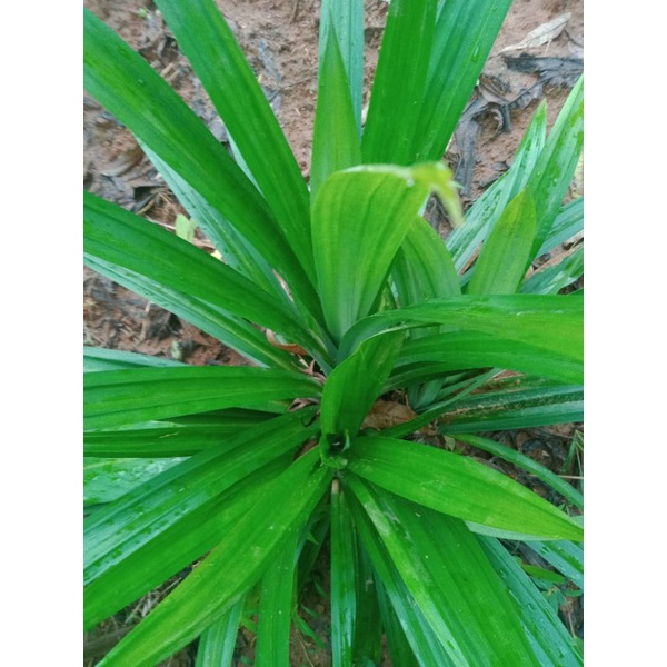 

Daun Pandan Wangi Segar 500 Gram