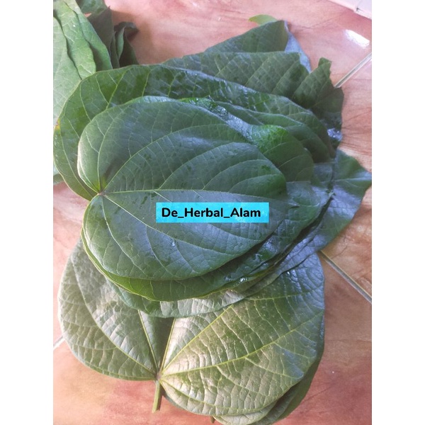 Daun Picung/Daun Kluwek Kluwek Segar 500 grm