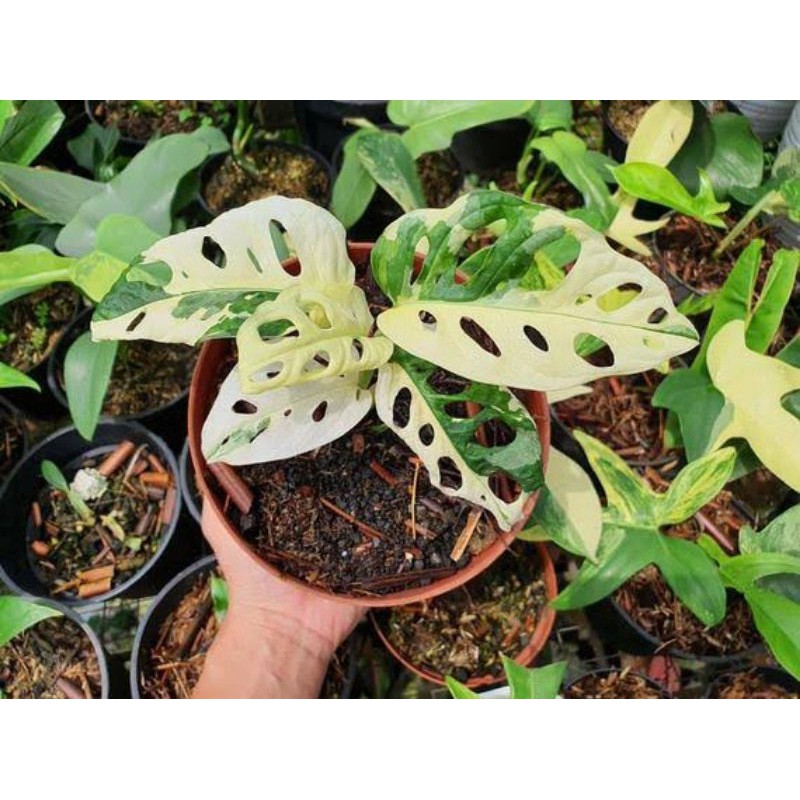 bonggol super jumbo tunas janda bolong varigata-monstera-tanaman hidup-bunga hidup murah