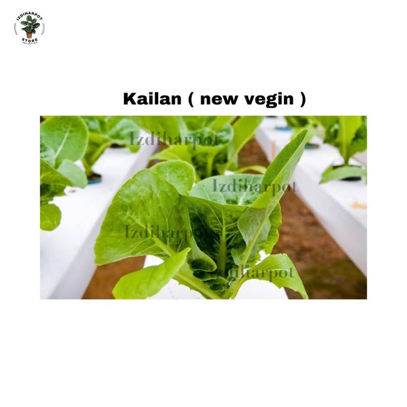 benih bibit KAILAN NEW VEG GIN known you seed - KYS KEMASAN BESAR BIRU