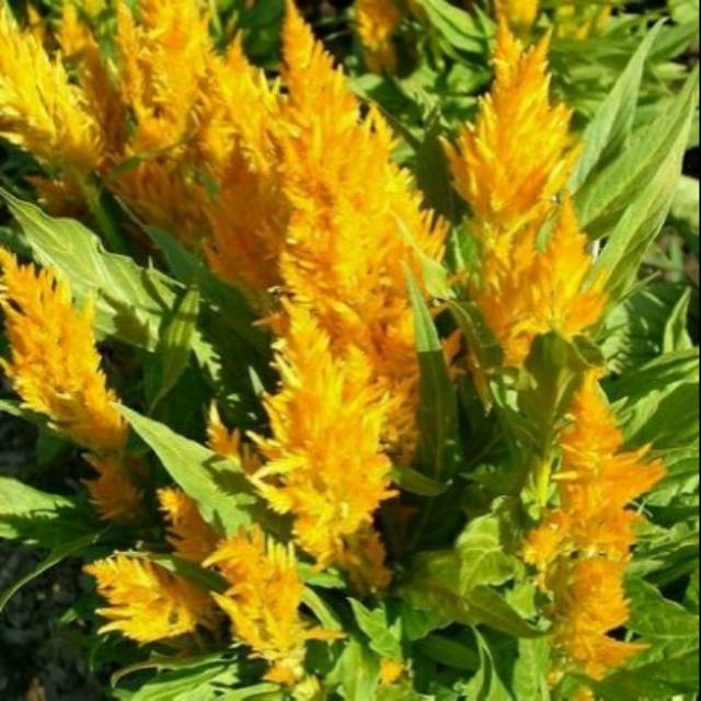 Tanaman Celosia kuning