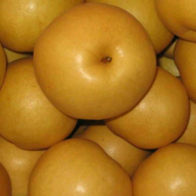 

PEAR SINGO/PEAR COKELAT 500gr