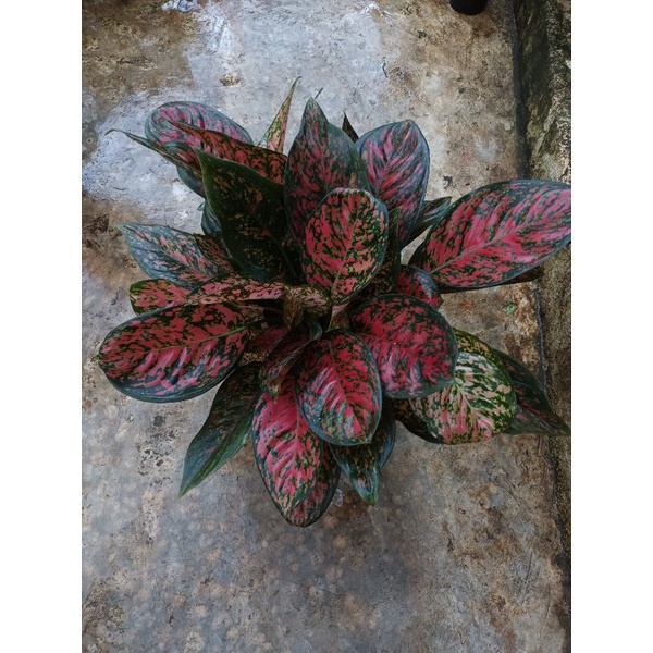 Aglaonema red venus