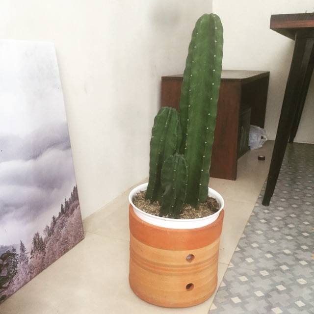 Kaktus koboi/ kaktus belimbing