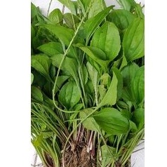 

DAUN SENDOK ATOU KIURAT SEGAR per 1kg