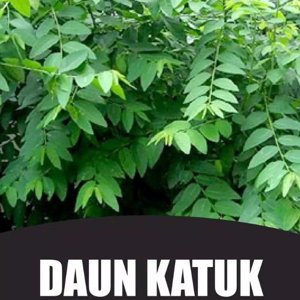 

SAYURAN DAUN KATUK SEGAR PETIK DARI POHON FRESS