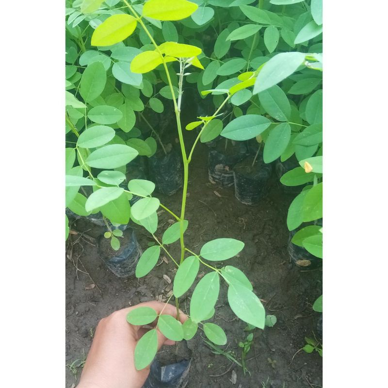 rumput indigofera pakan ternak bibit indigofera tanaman ternak