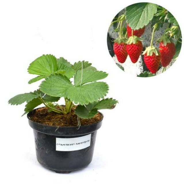 Bibit strawberry jumbo