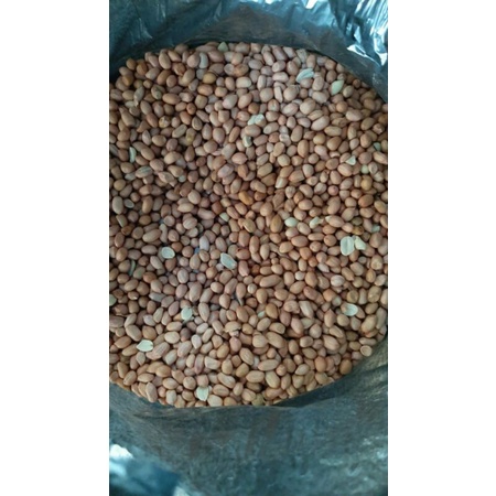 

Kacang Tanah Mentah Loss India Kualitas Bagus @ 1Kg