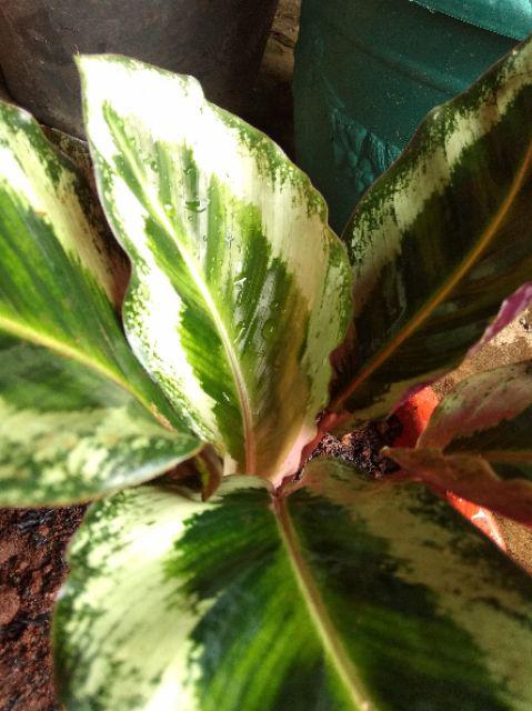 Tanaman Hias Calathea Angela Import