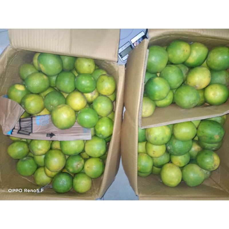 

Jeruk Baby Java / Mpasi / Vitamin C alami / Immune Booster