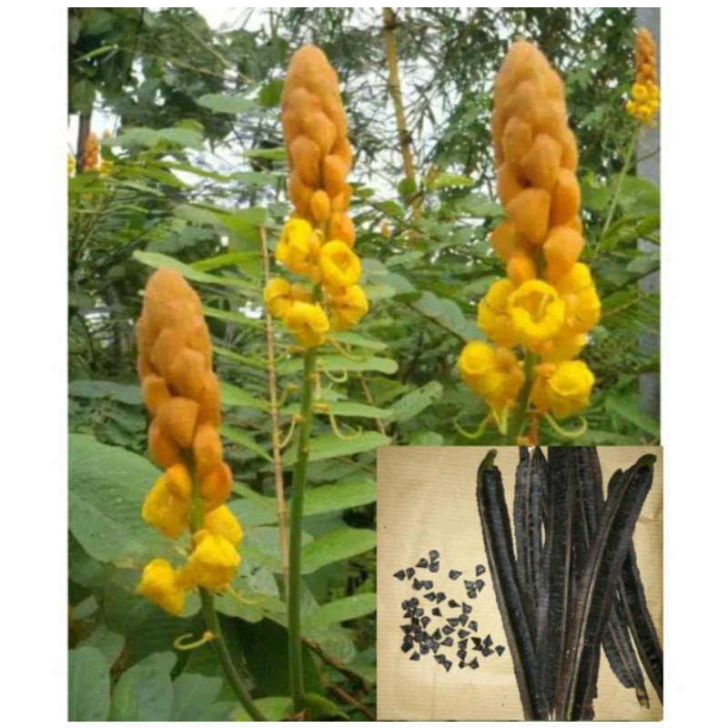 

Biji Benih Ketepeng 50 benih / kaskado genus senna / Benih Ketepeng Cina / Benih Ketepeng Kimanila / Bibit Ketepeng Cina / Daun gelinggang / Pohon Ketapang / Daun Gelenggang / Biji Ketapang Cina / Bibit Ketepeng