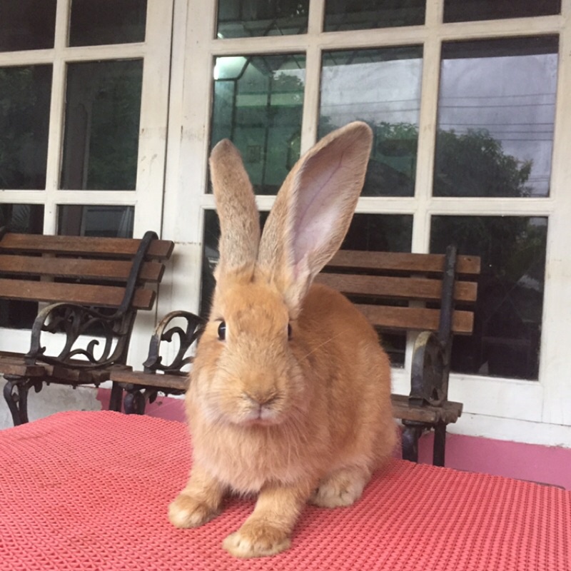 kelinci flemish giant betina 1