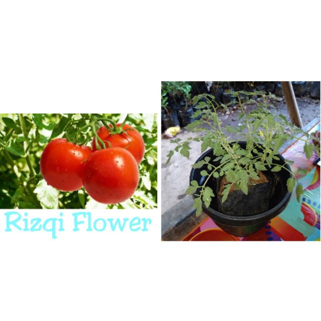 Tanaman Tomat Pohon Tomat