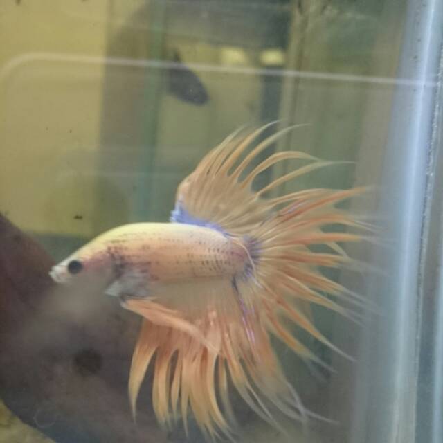 IKAN CUPANG KING CROWNTAIL/SERIT YELLOW