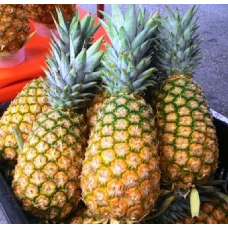 

Nanas PaLembang/Perbiji