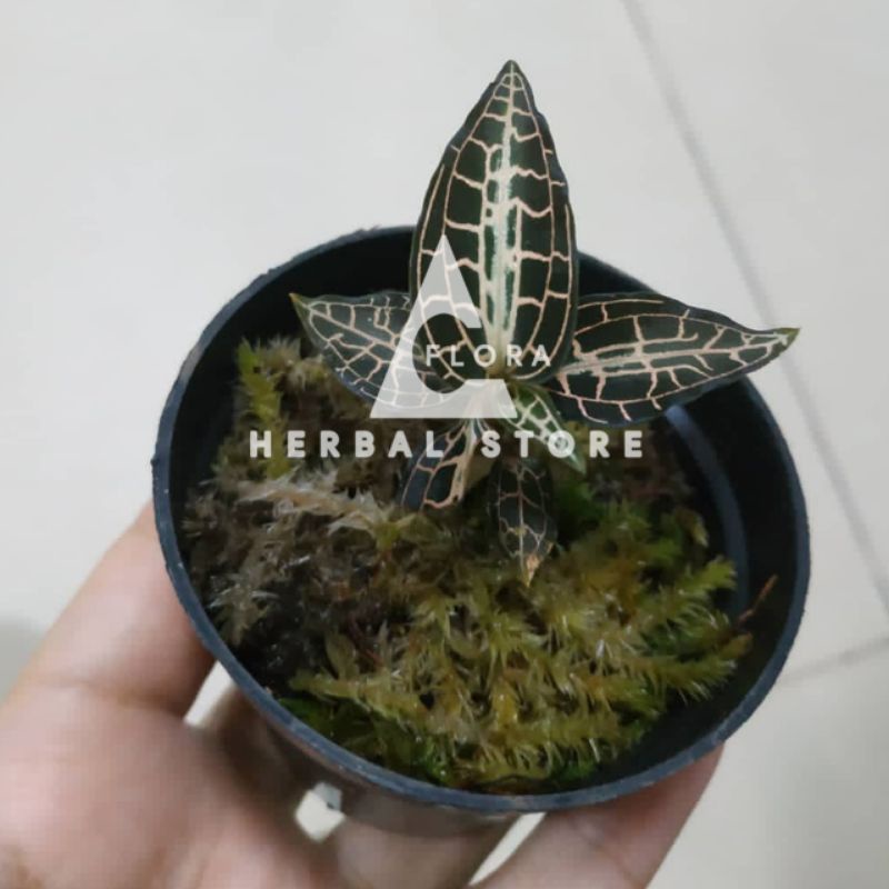 Jawel orchid I anggrek permata I tanaman hias anggrek permata I hiasan taman