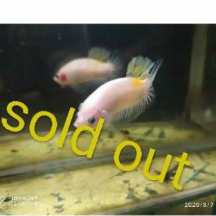 cupang yellow koi tancho size m,siap breed