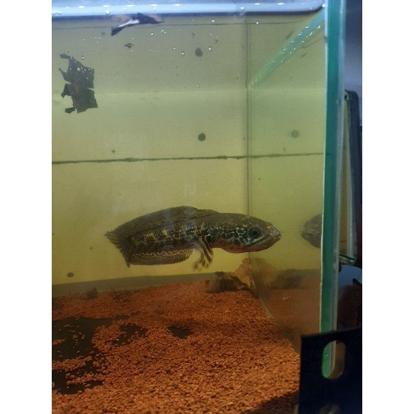 channa auranti 16-17cm