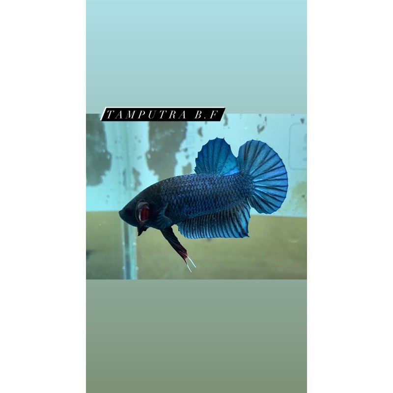 Cupang Adu / Fighter (MDS)