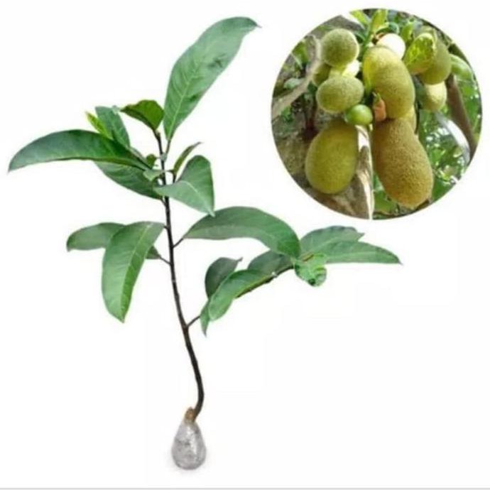 

UNIK Promo 3 Bibit Buah Nangka Mini Sayur Super Genjah Bibit Murah 2 SEPTEMBER