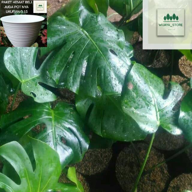 Pohon Monstera Tanaman Hias Monstera philo Shopee Pohon Monstera Tanaman Hias Monstera philo Shopee