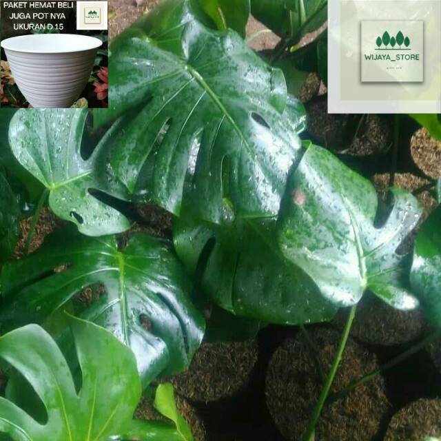  Pohon Monstera  Tanaman Hias Monstera  philo Shopee 